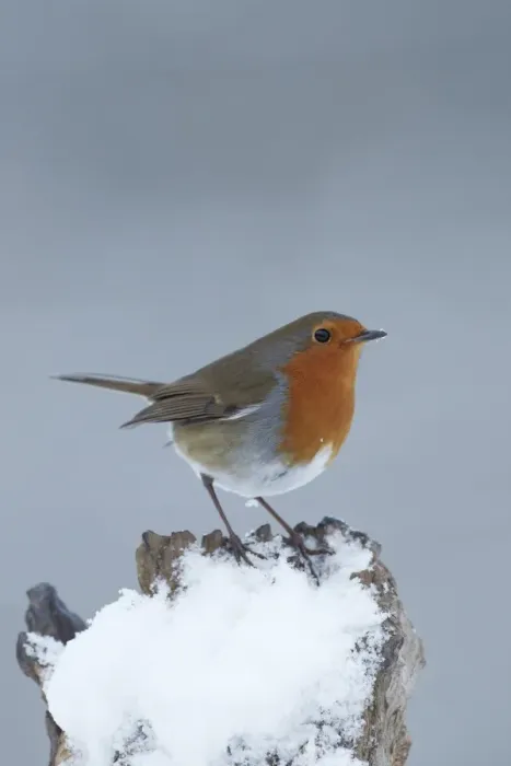 Framed Print : European Robin (Erithacus rubecula) adult, perched on snow covered stump, Shropshire, England, winter