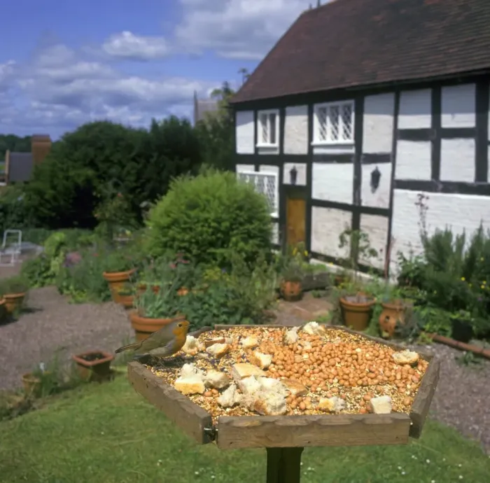 Framed Print : European Robin (Erithacus rubecula) adult, feeding on birdtable in cottage garden, England, summer Framed Print : European Robin (Erithacus rubecula) adult, feeding on birdtable in cottage garden, England, summer