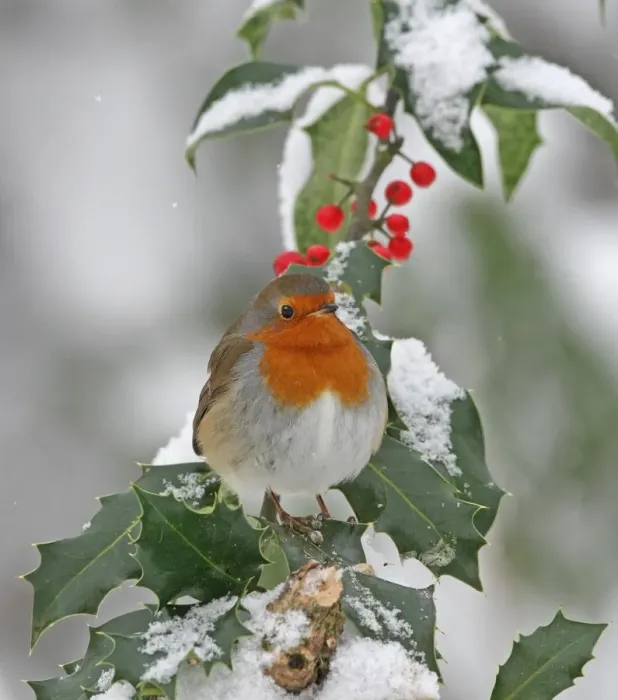 Framed Print : European Robin (Erithacus rubecula) adult, perched on snow covered European Holly (Ilex aquifolium) with berries Framed Print : European Robin (Erithacus rubecula) adult, perched on snow covered European Holly (Ilex aquifolium) with berries