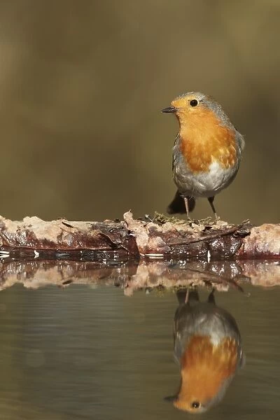 European Robin (Erithacus rubecula) adult, with reflection in woodland pool, South Yorkshire, England, march