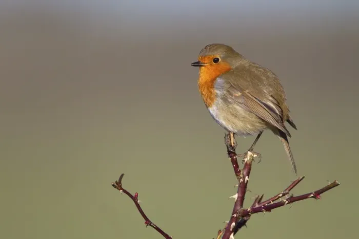 Framed Print : European Robin (Erithacus rubecula) adult, perched on wild rose stems, Berwickshire, Scottish Borders, Scotland