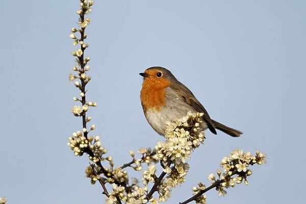 European Robin (Erithacus rubecula) adult, perched on twig with blossom, Warwickshire, England, april