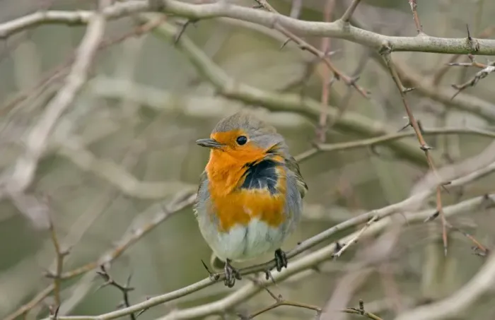 Framed Print : European Robin (Erithacus rubecula) adult, with windblown feathers, perched on twig, Merseyside, England, february Framed Print : European Robin (Erithacus rubecula) adult, with windblown feathers, perched on twig, Merseyside, England, february