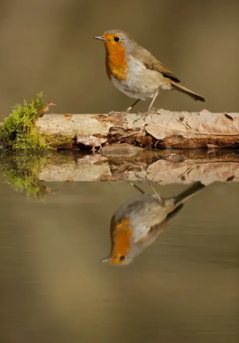 Framed Print : European Robin (Erithacus rubecula) adult, standing at edge of pond with reflection, South Yorkshire, England, March Framed Print : European Robin (Erithacus rubecula) adult, standing at edge of pond with reflection, South Yorkshire, England, March