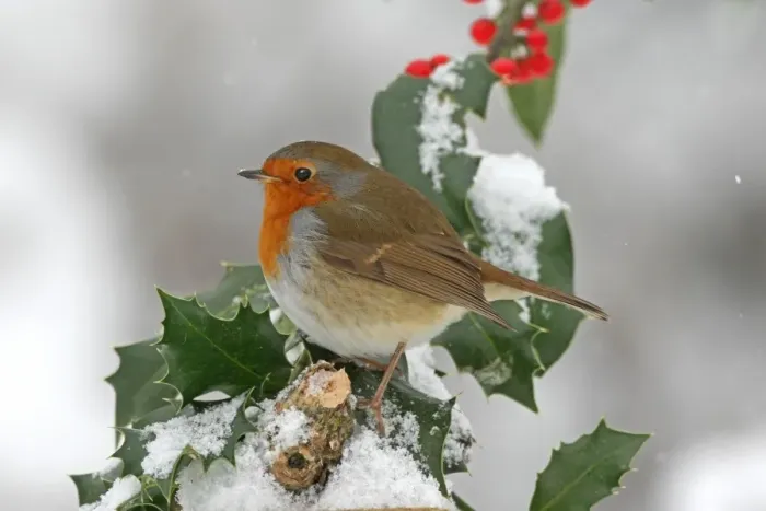 Framed Print : European Robin (Erithacus rubecula) adult, perched on snow covered European Holly (Ilex aquifolium) with berries Framed Print : European Robin (Erithacus rubecula) adult, perched on snow covered European Holly (Ilex aquifolium) with berries