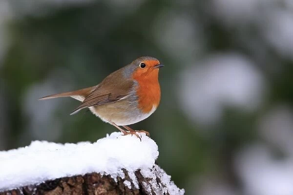 European Robin (Erithacus rubecula) adult, perched on snow covered stump, Whitlingham Country Park, River Yare