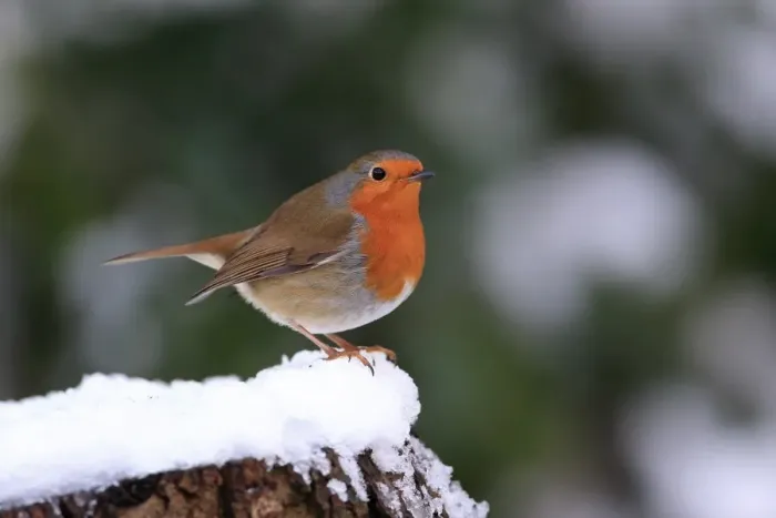 Framed Print : European Robin (Erithacus rubecula) adult, perched on snow covered stump, Whitlingham Country Park, River Yare Framed Print : European Robin (Erithacus rubecula) adult, perched on snow covered stump, Whitlingham Country Park, River Yare