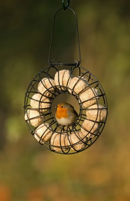 Framed Print : European Robin (Erithacus rubecula) adult, feeding, perched on hanging fat ball birdfeeder, Merseyside, England