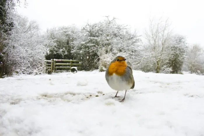 Framed Print : European Robin (Erithacus rubecula) adult, standing on snow in habitat, Attenborough Nature Reserve, Attenborough