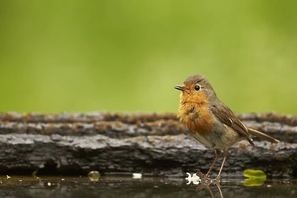 European Robin (Erithacus rubecula) adult, singing, standing in woodland pool, Hungary, May