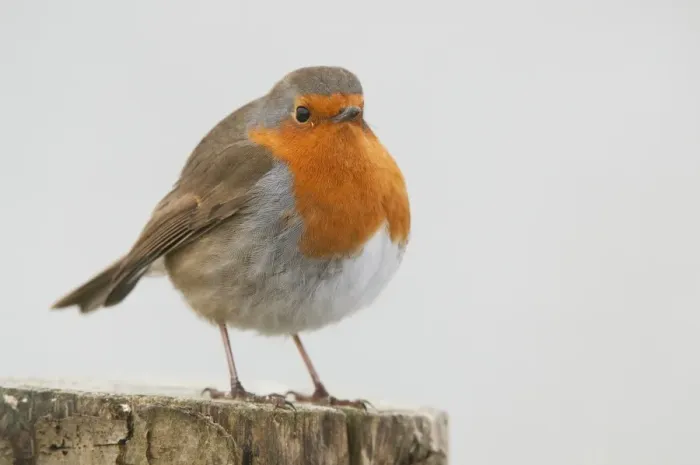 Framed Print : European Robin (Erithacus rubecula) adult, with feathers fluffed up, perched on fencepost in snow, West Sussex
