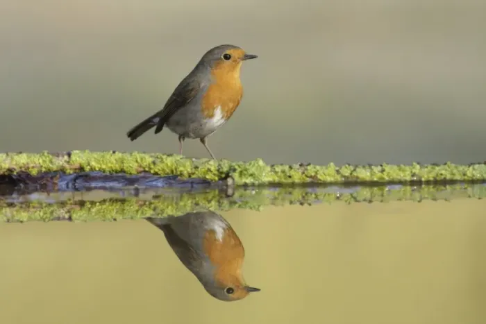 Framed Print : European Robin (Erithacus rubecula) adult, standing at edge of pool, with reflection, West Yorkshire, England, April Framed Print : European Robin (Erithacus rubecula) adult, standing at edge of pool, with reflection, West Yorkshire, England, April