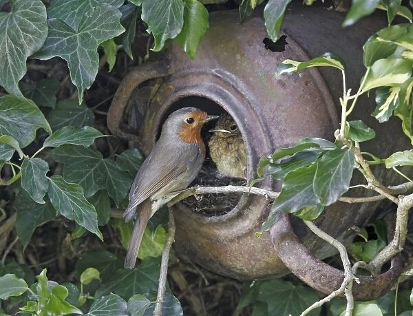 European Robin (Erithacus rubecula) adult with chick, at nest in old kettle, on ivy covered garden wall, Staffordshire, England, april