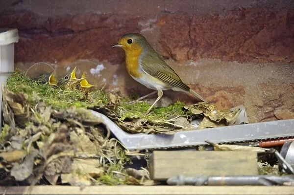 European Robin (Erithacus rubecula) adult with chicks, begging at nest on shelf in garage, Staffordshire, England