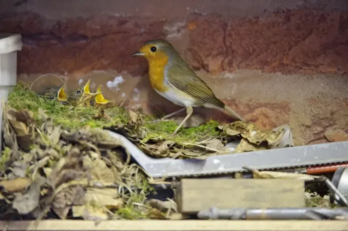 Framed Print : European Robin (Erithacus rubecula) adult with chicks, begging at nest on shelf in garage, Staffordshire, England Framed Print : European Robin (Erithacus rubecula) adult with chicks, begging at nest on shelf in garage, Staffordshire, England