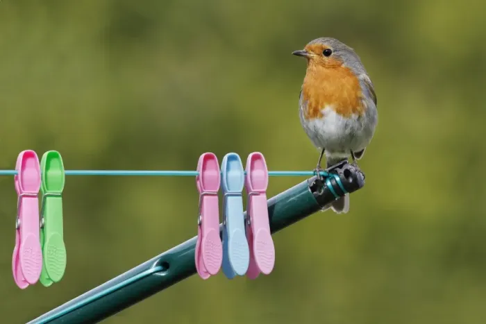 Framed Print : European Robin (Erithacus rubecula) adult male, perched on rotary clothes line with pegs in garden, Leicestershire Framed Print : European Robin (Erithacus rubecula) adult male, perched on rotary clothes line with pegs in garden, Leicestershire