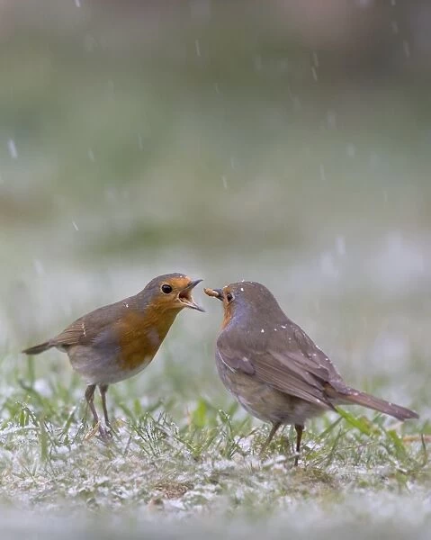 European Robin (Erithacus rubecula) adult pair, courtship feeding, on garden lawn in falling snow, Bentley, Suffolk