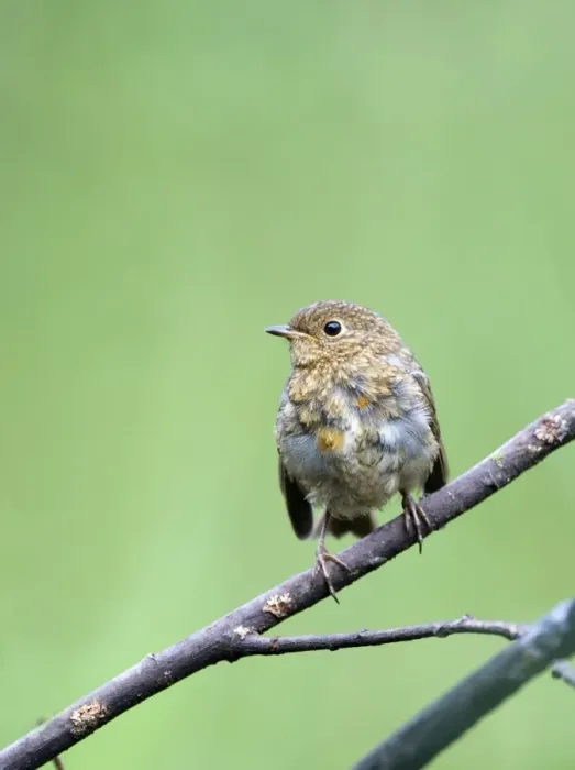 Framed Print : European Robin (Erithacus rubecula) juvenile, perched on twig, Norfolk, England, july Framed Print : European Robin (Erithacus rubecula) juvenile, perched on twig, Norfolk, England, july