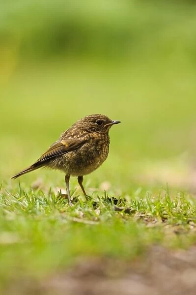 European Robin (Erithacus rubecula) juvenile, standing on grass, New Forest, Hampshire, England, July