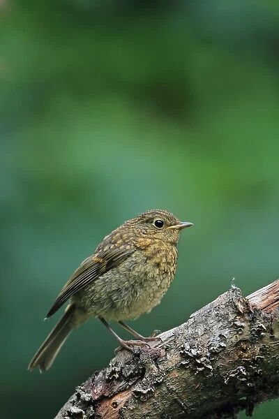 European Robin (Erithacus rubecula) juvenile, perched on branch, Norwich, Norfolk, England, July