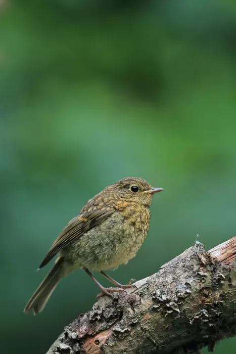 Framed Print : European Robin (Erithacus rubecula) juvenile, perched on branch, Norwich, Norfolk, England, July Framed Print : European Robin (Erithacus rubecula) juvenile, perched on branch, Norwich, Norfolk, England, July