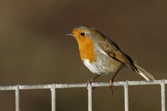 Framed Print : European Robin on metal fence Framed Print : European Robin on metal fence