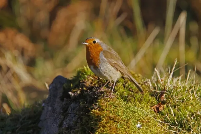 Framed Print : European Robin on moss