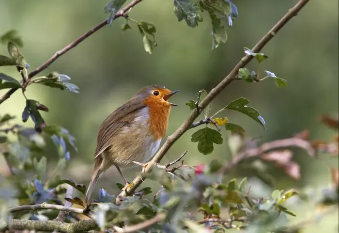 Framed Print : European Robin singing - Erithacus rubecula Framed Print : European Robin singing - Erithacus rubecula