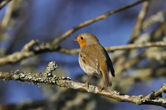 Framed Print : European Robin on tree branch Framed Print : European Robin on tree branch