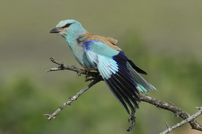Framed Print : European Roller (Coracias garrulus) adult, wing stretching, perched on branch, Lemnos, Greece, May