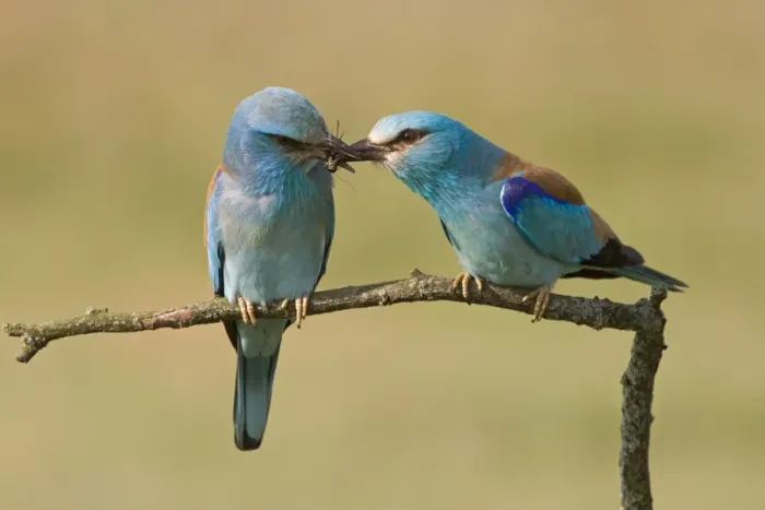 Framed Print : European Roller (Coracias garrulus) adult pair, courtship feeding, male passing insect to female, Hungary Framed Print : European Roller (Coracias garrulus) adult pair, courtship feeding, male passing insect to female, Hungary