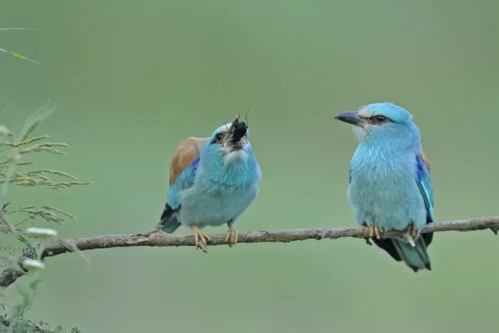 Framed Print : European Roller (Coracias garrulus) adult pair, courtship feeding on beetle, perched on branch, Bulgaria, may Framed Print : European Roller (Coracias garrulus) adult pair, courtship feeding on beetle, perched on branch, Bulgaria, may