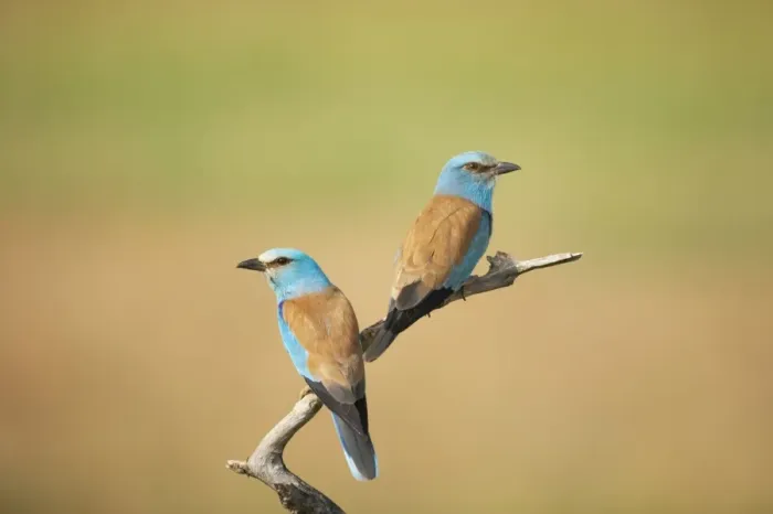 Framed Print : European Roller (Coracias garrulus) adult pair, perched on branch, Hungary Framed Print : European Roller (Coracias garrulus) adult pair, perched on branch, Hungary