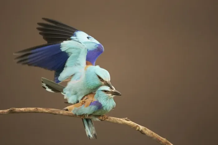Framed Print : European Roller (Coracias garrulus) adult pair, mating on branch, Hortobagy N. P. Hungary, May