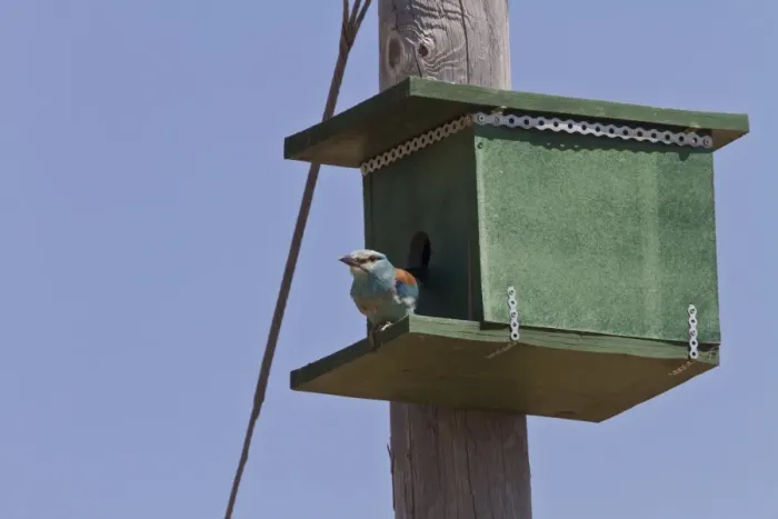 Framed Print : European Roller using nesting box. - Extremadura, Spain Framed Print : European Roller using nesting box. - Extremadura, Spain