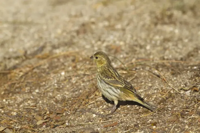 Framed Print : European Serin (Serinus serinus) immature, standing on ground, Northern Spain, july Framed Print : European Serin (Serinus serinus) immature, standing on ground, Northern Spain, july