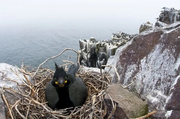 European Shag (Phalacrocorax aristotelis) adult, breeding plumage, sitting at rough nest made of twigs on clifftop