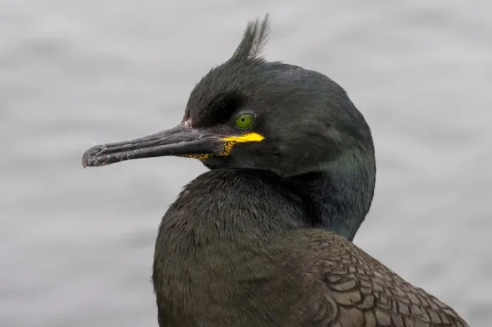 Framed Print : European Shag (Phalacrocorax aristotelis) adult, breeding plumage, close-up of head, Inner Farne, Farne Islands Framed Print : European Shag (Phalacrocorax aristotelis) adult, breeding plumage, close-up of head, Inner Farne, Farne Islands
