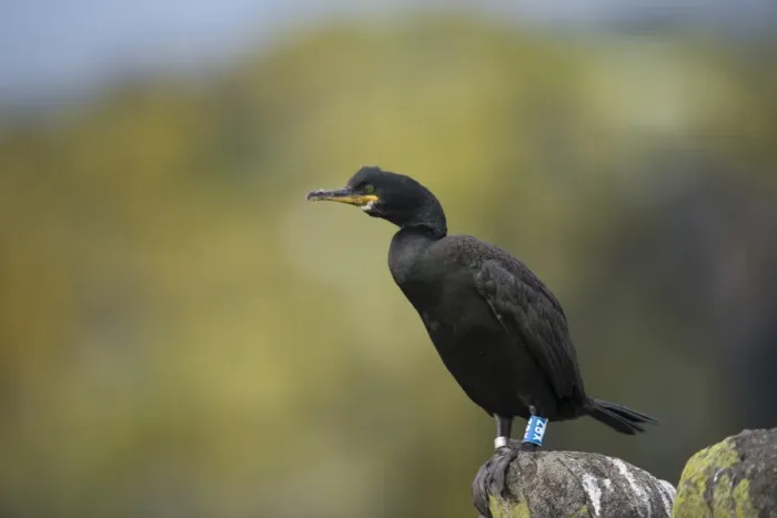 Framed Print : European Shag (Phalacrocorax aristotelis) adult, non-breeding plumage, with leg rings, standing on rock, Isle of May Framed Print : European Shag (Phalacrocorax aristotelis) adult, non-breeding plumage, with leg rings, standing on rock, Isle of May