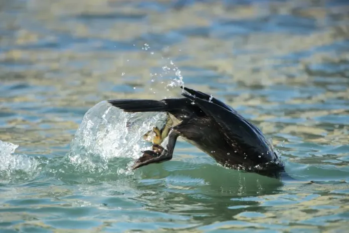 Framed Print : European Shag (Phalacrocorax aristotelis) adult, non-breeding plumage, diving from surface of sea, Poole Harbour Framed Print : European Shag (Phalacrocorax aristotelis) adult, non-breeding plumage, diving from surface of sea, Poole Harbour
