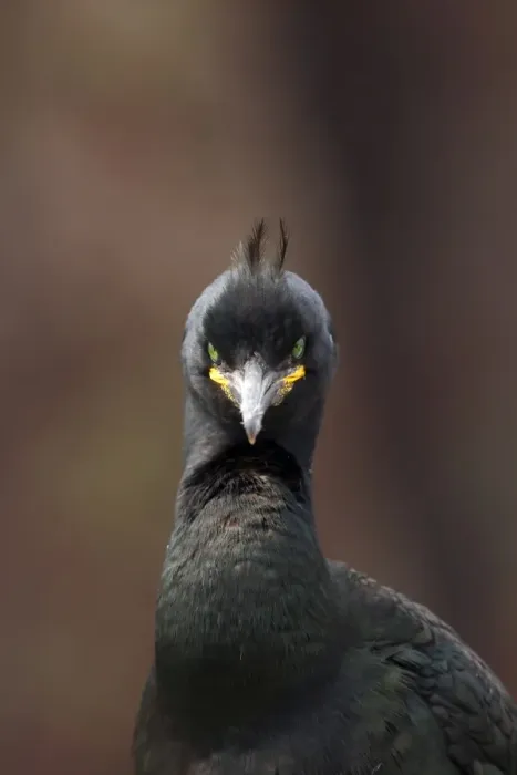 Framed Print : European Shag (Phalacrocorax aristotelis) adult, breeding plumage, close-up of head and neck, Farne Islands Framed Print : European Shag (Phalacrocorax aristotelis) adult, breeding plumage, close-up of head and neck, Farne Islands