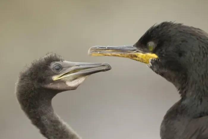 Framed Print : European Shag (Phalacrocorax aristotelis) adult feeding chick, close-up of heads, Farne Islands, Northumberland Framed Print : European Shag (Phalacrocorax aristotelis) adult feeding chick, close-up of heads, Farne Islands, Northumberland