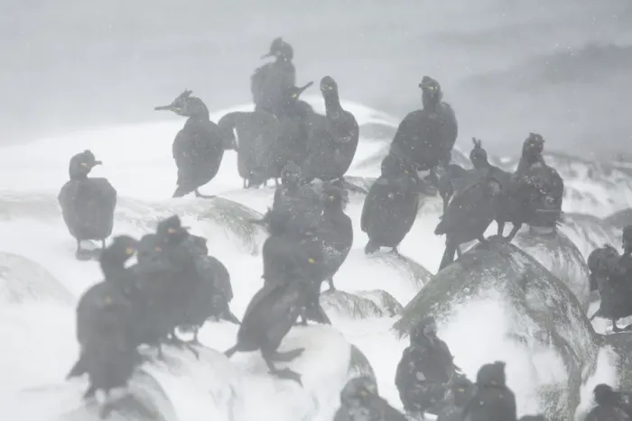Framed Print : European Shag Phalacrocorax aristotelis adults, flock standing in blizzard, Hornoi Island, Norway, March Framed Print : European Shag Phalacrocorax aristotelis adults, flock standing in blizzard, Hornoi Island, Norway, March