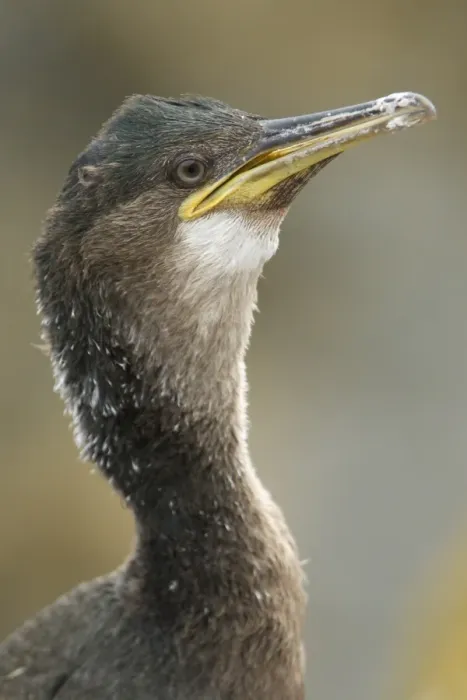 Framed Print : European Shag (Phalacrocorax aristotelis) immature, close-up of head, Inner Farne, Farne Islands, Northumberland, England, july Framed Print : European Shag (Phalacrocorax aristotelis) immature, close-up of head, Inner Farne, Farne Islands, Northumberland, England, july