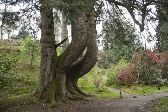 Framed Print : European Silver Fir (Abies alba) Champion tree, Ardkinglas Woodland Garden, Cairndow, Argyll, Scotland, april Framed Print : European Silver Fir (Abies alba) Champion tree, Ardkinglas Woodland Garden, Cairndow, Argyll, Scotland, april