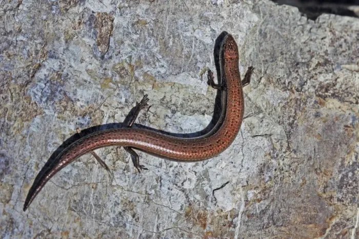 Framed Print : European Snake-eyed Skink (Ablepharus kitaibelii) adult, resting on rock, Lesvos, Greece, april Framed Print : European Snake-eyed Skink (Ablepharus kitaibelii) adult, resting on rock, Lesvos, Greece, april