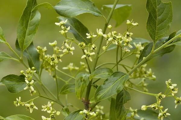European Spindle (Euonymus europaeus) close-up of flowers, growing in hedgerow, Dorset, England, may