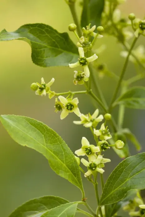 Framed Print : European Spindle (Euonymus europaeus) close-up of flowers, growing in hedgerow, Dorset, England, may Framed Print : European Spindle (Euonymus europaeus) close-up of flowers, growing in hedgerow, Dorset, England, may