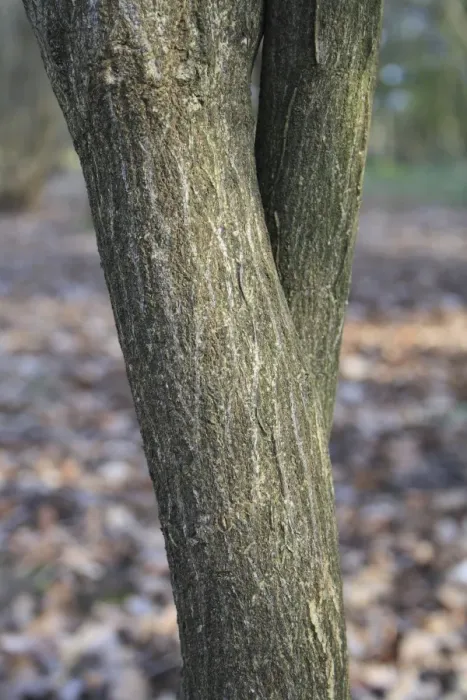 Framed Print : European Spindle (Euonymus europaeus) close-up of trunk, growing in woodland, Vicarage Plantation, Mendlesham, Suffolk
