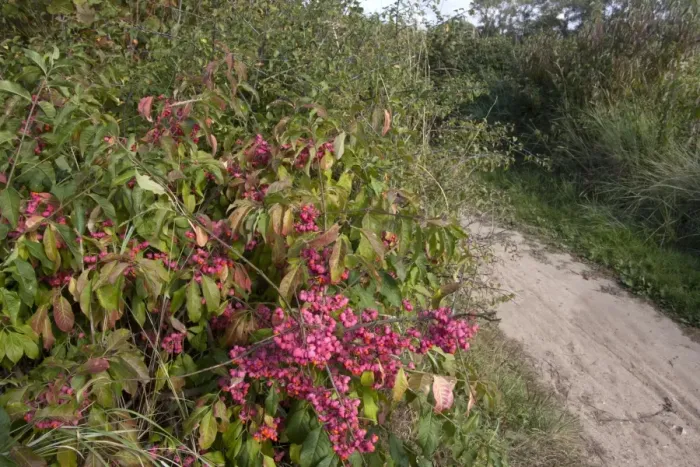 Framed Print : European Spindle (Euonymus europaeus) in fruit, growing in coastal scrubland, East Head Creek, West Wittering Framed Print : European Spindle (Euonymus europaeus) in fruit, growing in coastal scrubland, East Head Creek, West Wittering